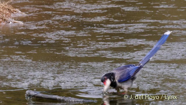 Red-billed Blue-Magpie - ML201488011