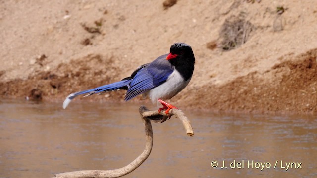 Red-billed Blue-Magpie - ML201488021