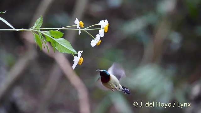 Fork-tailed Sunbird (Fork-tailed) - ML201488031