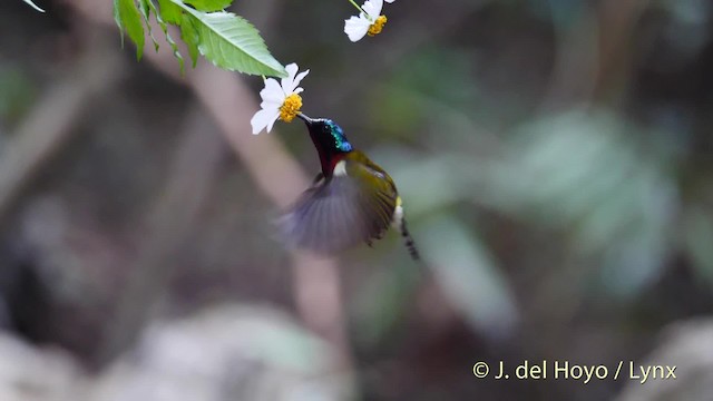 Fork-tailed Sunbird (Fork-tailed) - ML201488041