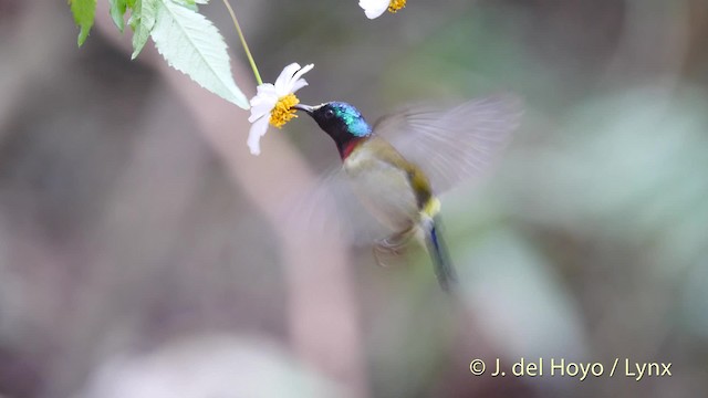 Hainannektarvogel (latouchii/sokolovi) - ML201488101