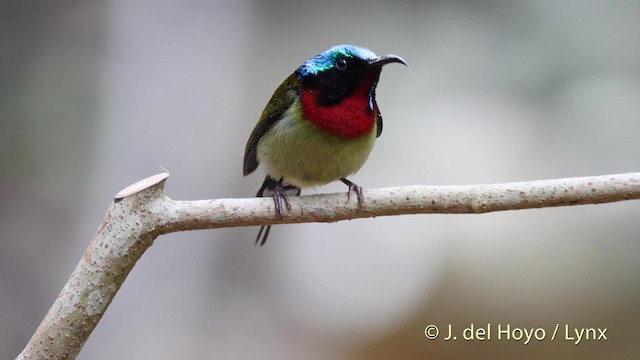 Fork-tailed Sunbird (Fork-tailed) - ML201488111