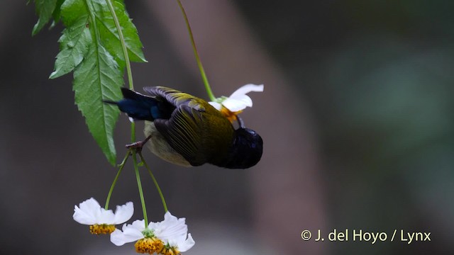 Fork-tailed Sunbird (Fork-tailed) - ML201488121