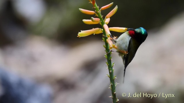 Fork-tailed Sunbird (Fork-tailed) - ML201488131