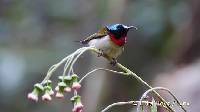 Hainannektarvogel (latouchii/sokolovi) - ML201488161