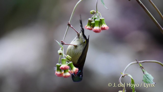 Fork-tailed Sunbird (Fork-tailed) - ML201488171