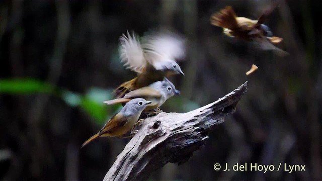 Huet's Fulvetta - ML201488181