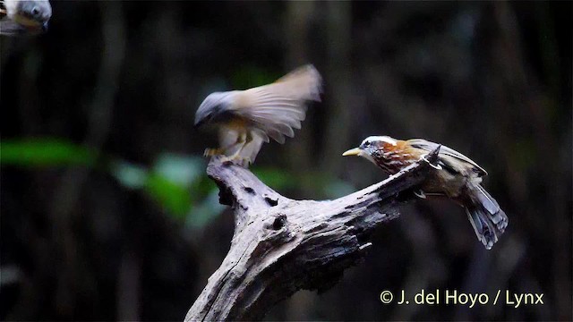 Huet's Fulvetta - ML201488191