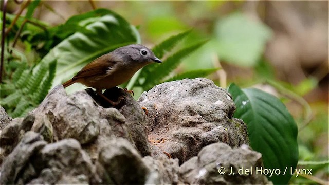 Huet's Fulvetta - ML201488201