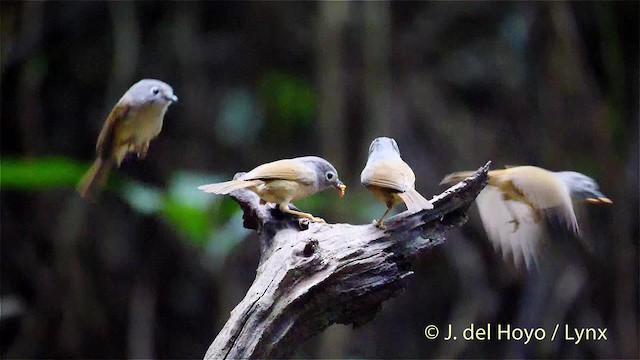 Huet's Fulvetta - ML201488211