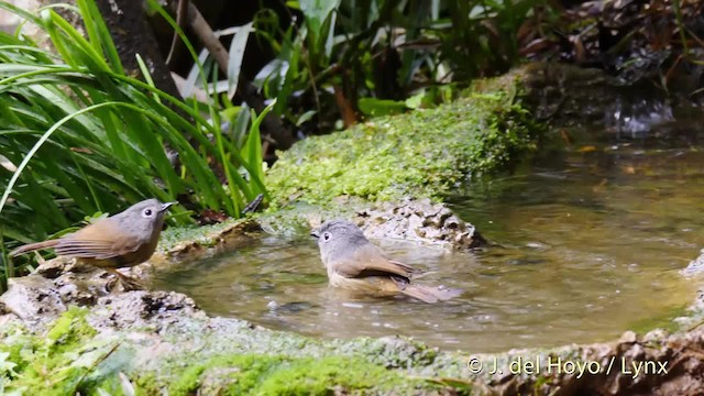 Huet's Fulvetta - ML201488221