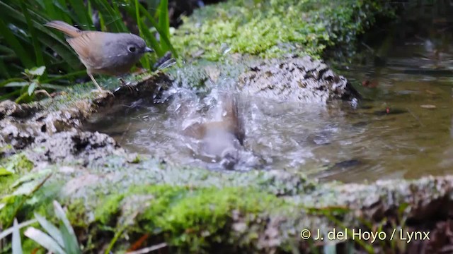 Huet's Fulvetta - ML201488231