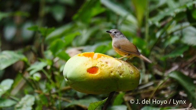 Huet's Fulvetta - ML201488241