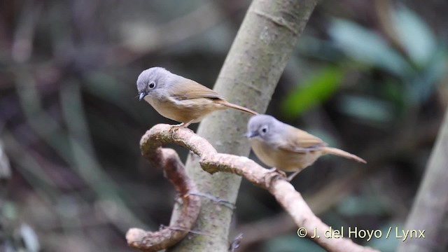 Huet's Fulvetta - ML201488251