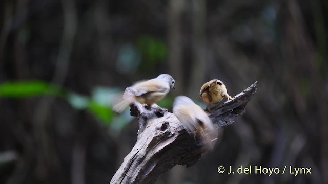 Huet's Fulvetta - ML201488261