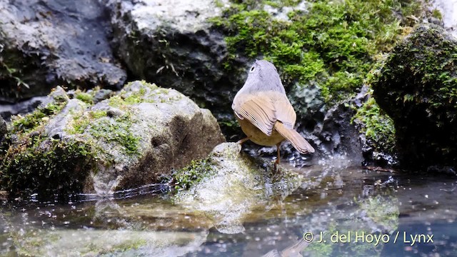 Huet's Fulvetta - ML201488271