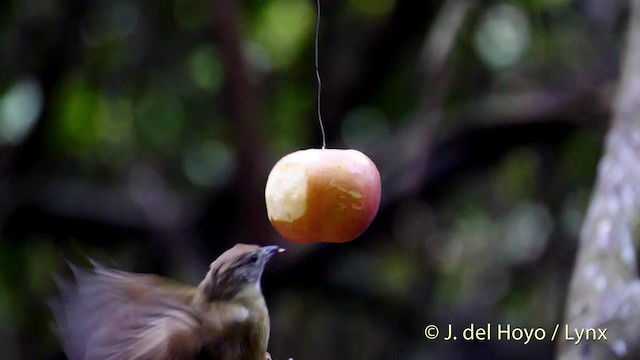 Puff-throated Bulbul (Puff-throated) - ML201488281