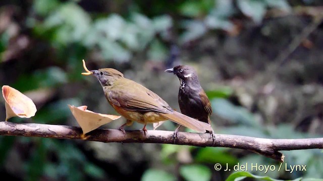 Puff-throated Bulbul (Puff-throated) - ML201488291