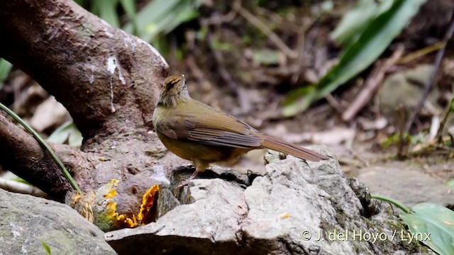 ノドジロカンムリヒヨドリ（pallidus グループ） - ML201488301