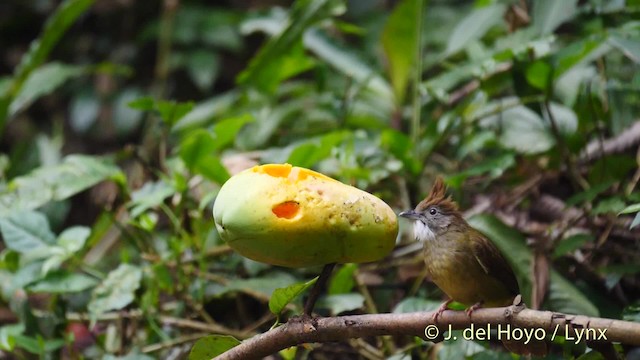 Bulbul pâle (groupe pallidus) - ML201488311