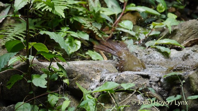 ノドジロカンムリヒヨドリ（pallidus グループ） - ML201488321