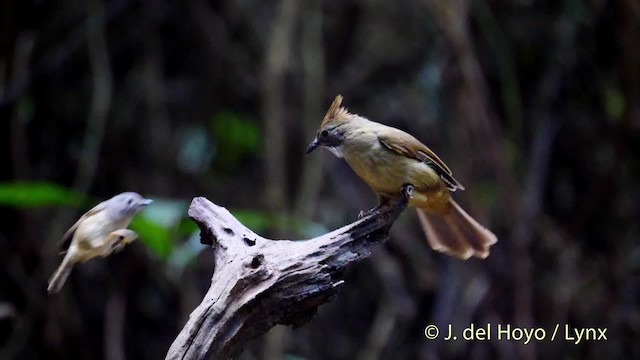 Braunhaubenbülbül [pallidus-Gruppe] - ML201488331