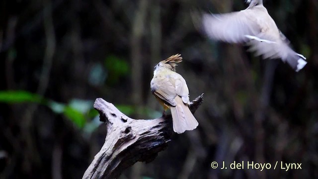 bruntoppbylbyl (pallidus gr.) - ML201488341