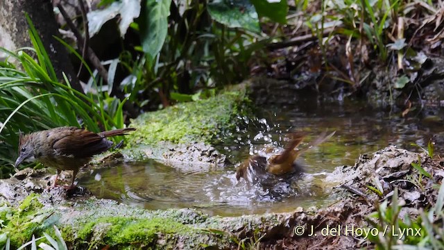 Puff-throated Bulbul (Puff-throated) - ML201488351