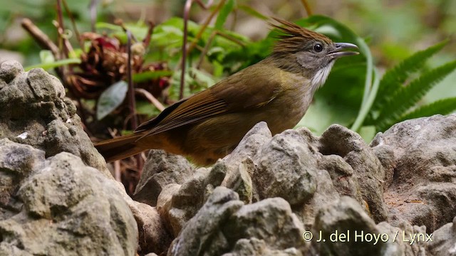 Bulbul pâle (groupe pallidus) - ML201488361