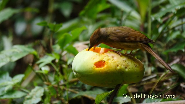 Bulbul pâle (groupe pallidus) - ML201488371