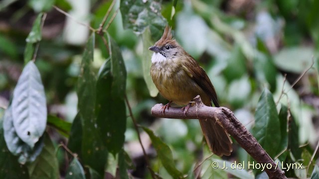 Puff-throated Bulbul (Puff-throated) - ML201488381