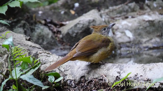 Puff-throated Bulbul (Puff-throated) - ML201488391