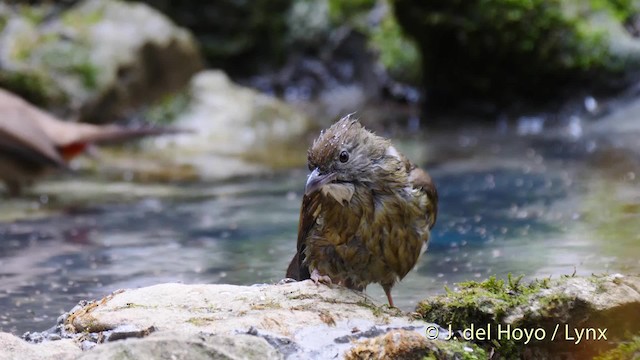 Puff-throated Bulbul (Puff-throated) - ML201488401