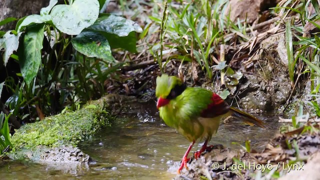 Indochinese Green-Magpie - ML201488411