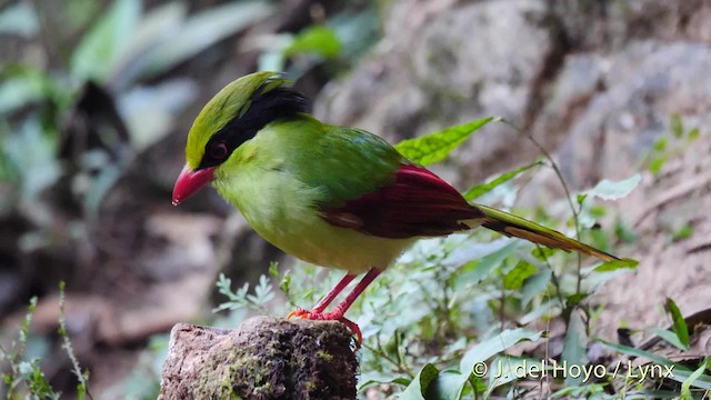 Indochinese Green-Magpie - ML201488431