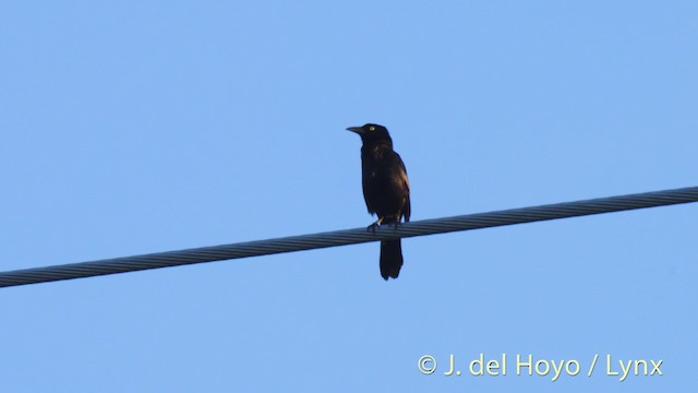 Common Grackle (Florida/Purple) - ML201488451
