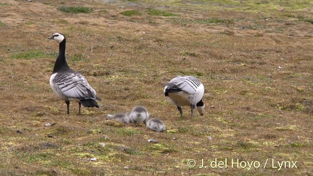 Barnacle Goose - ML201488561