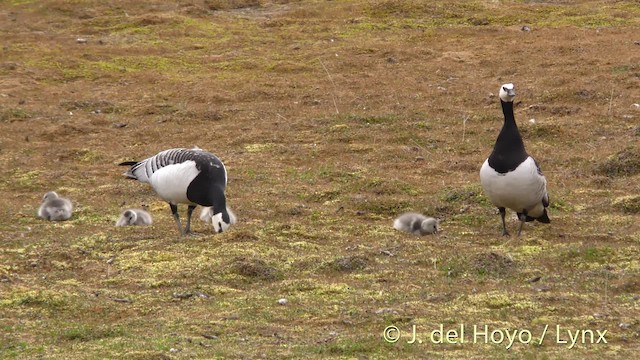 Barnacle Goose - ML201488581