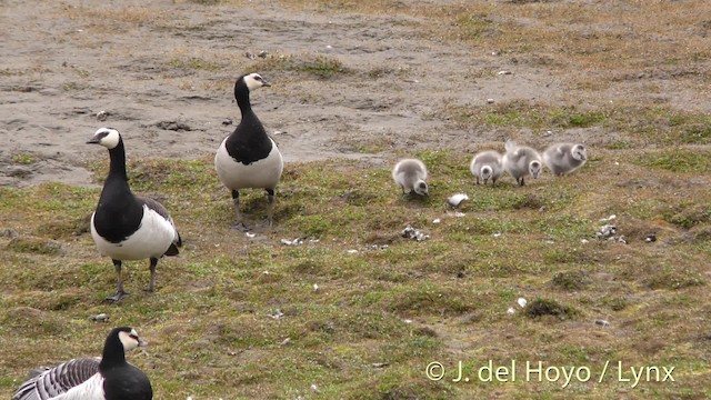 Barnacle Goose - ML201488591