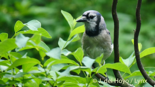 Blue Jay - ML201488761