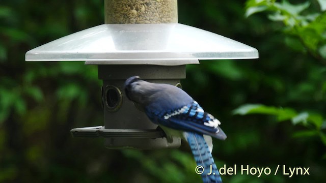 Blue Jay - ML201488771