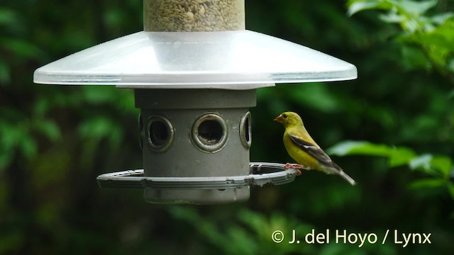 American Goldfinch - ML201488801