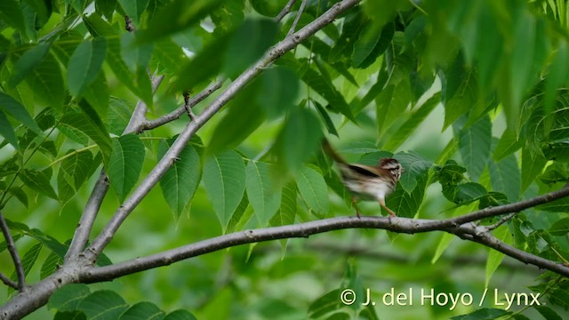 Song Sparrow (melodia/atlantica) - ML201488841