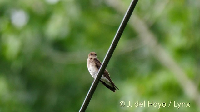 Northern Rough-winged Swallow (Northern) - ML201488861