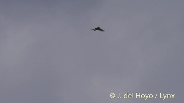 Northern Rough-winged Swallow (Northern) - ML201488871