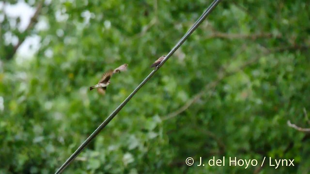 Northern Rough-winged Swallow (Northern) - ML201488881