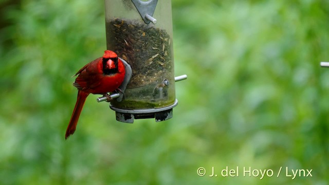 ショウジョウコウカンチョウ（cardinalis グループ） - ML201488911