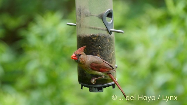 Cardinal rouge (groupe cardinalis) - ML201488921