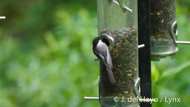 Black-capped Chickadee - ML201488991