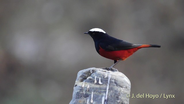 ホソカワ ショウジロウ latest?cb=20101209232815
